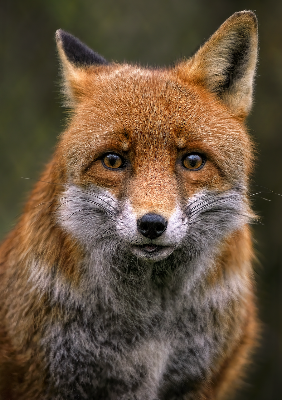 fox-red-fox-canine-8318961.png